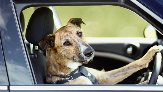 Viajar con perros en coches